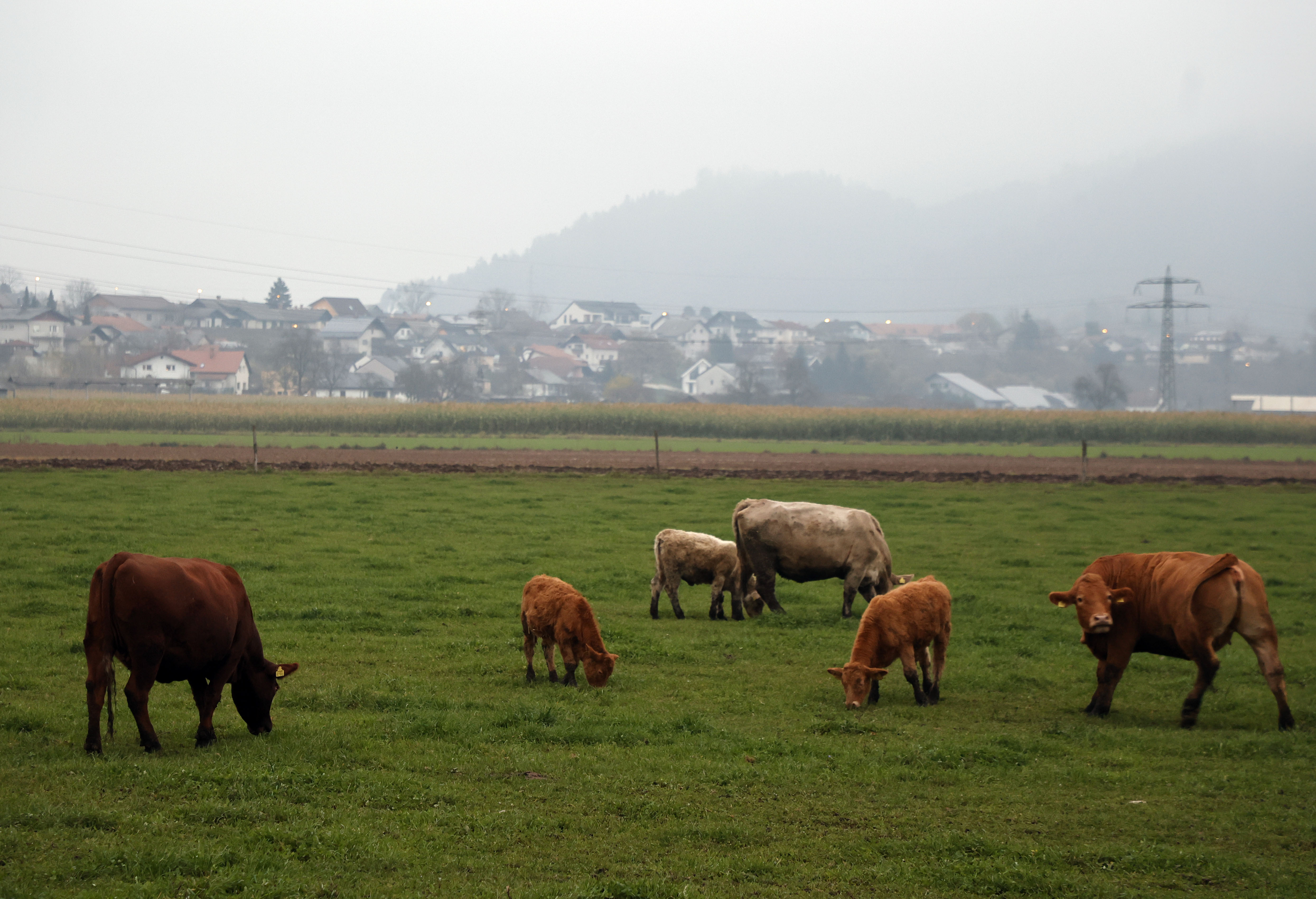 krave, živali, teliček, kmetijstvo, živinoreja
