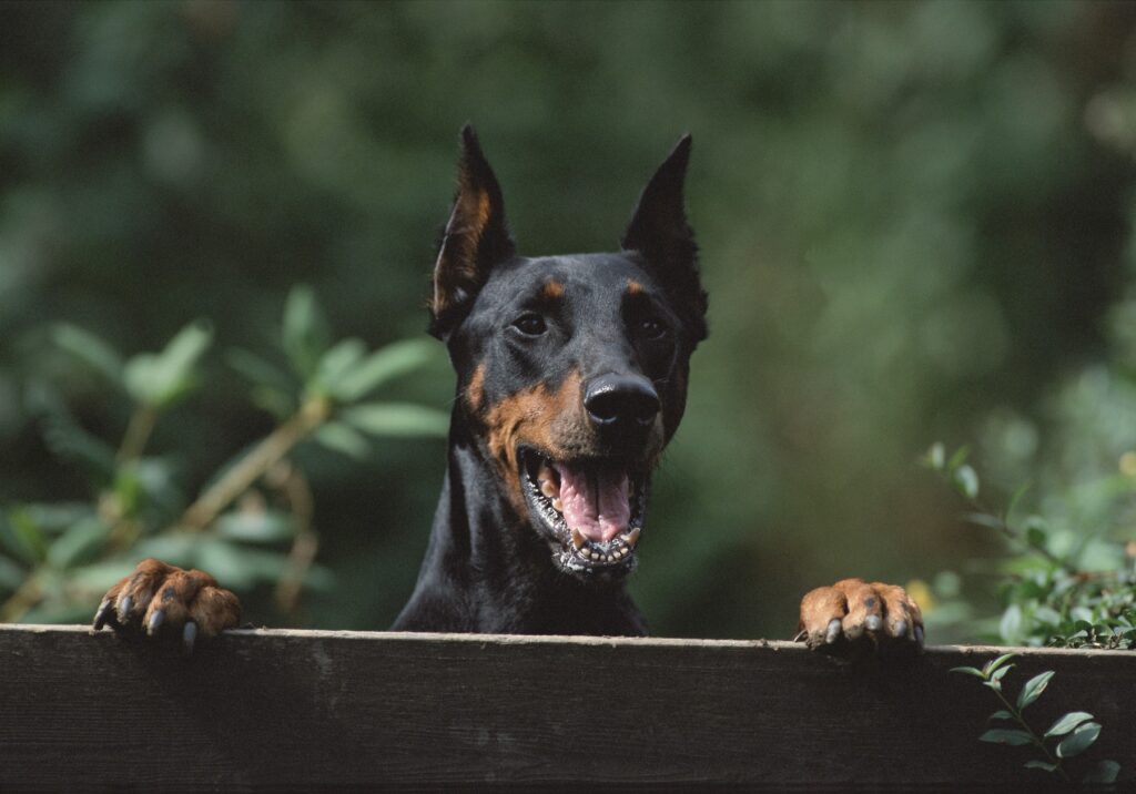 1738774028-DOBERMAN-1024x716.jpg