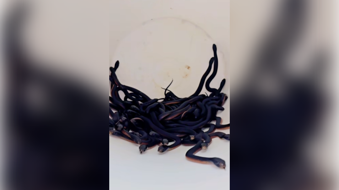 high-res-image - 2025-02-10T090052.055