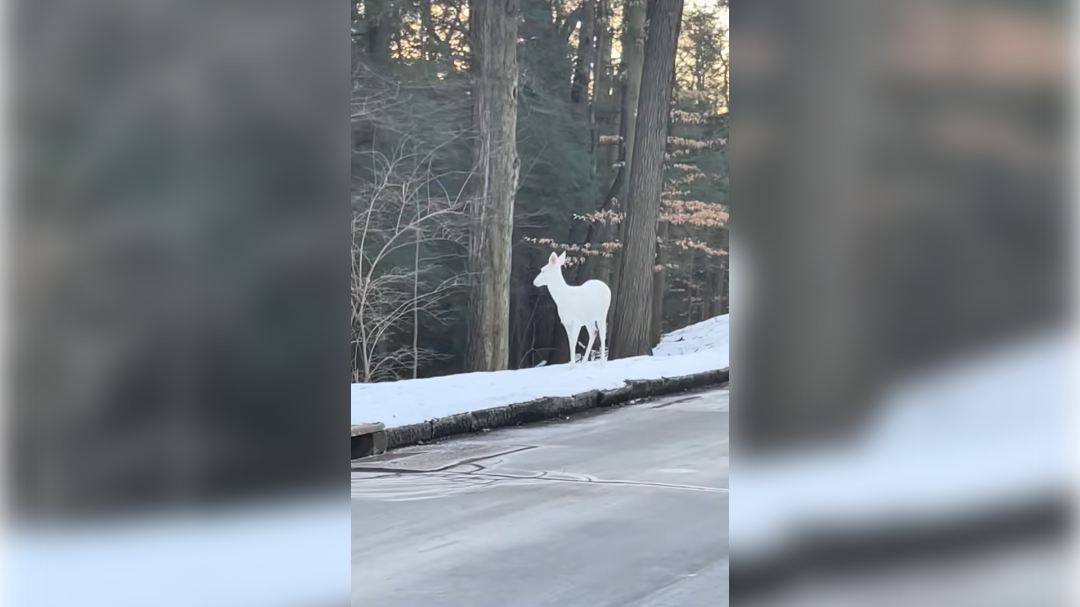 albino živali, jelen