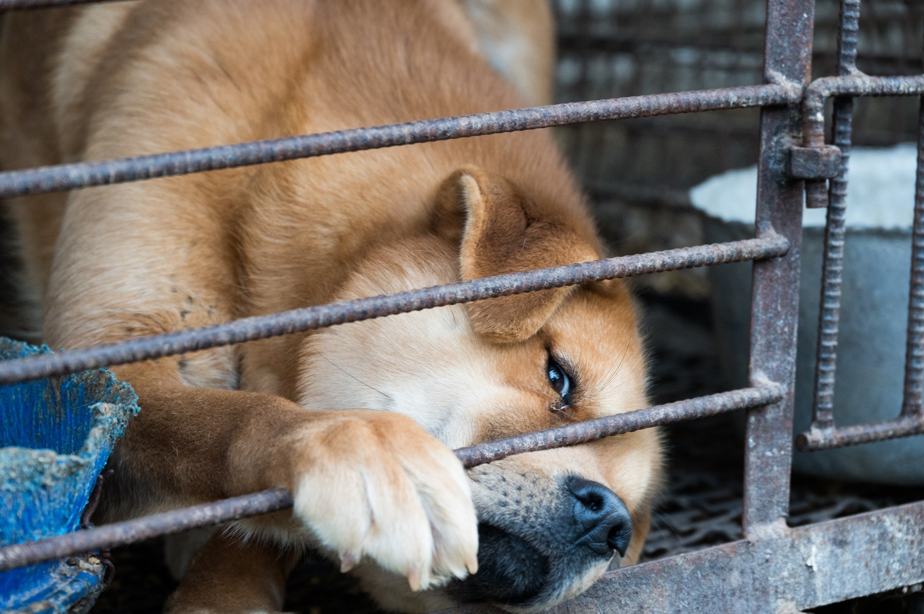 pes, farma pasjega mesa
