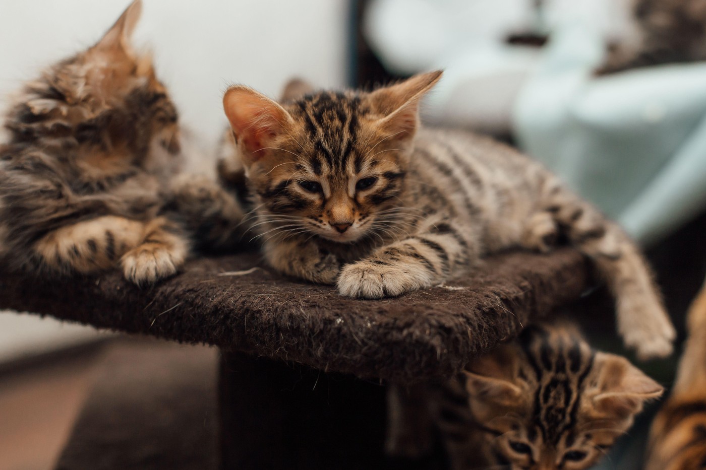 Two young cute bengal kittens laying on a soft cat's shelf of a cat's house indoors.