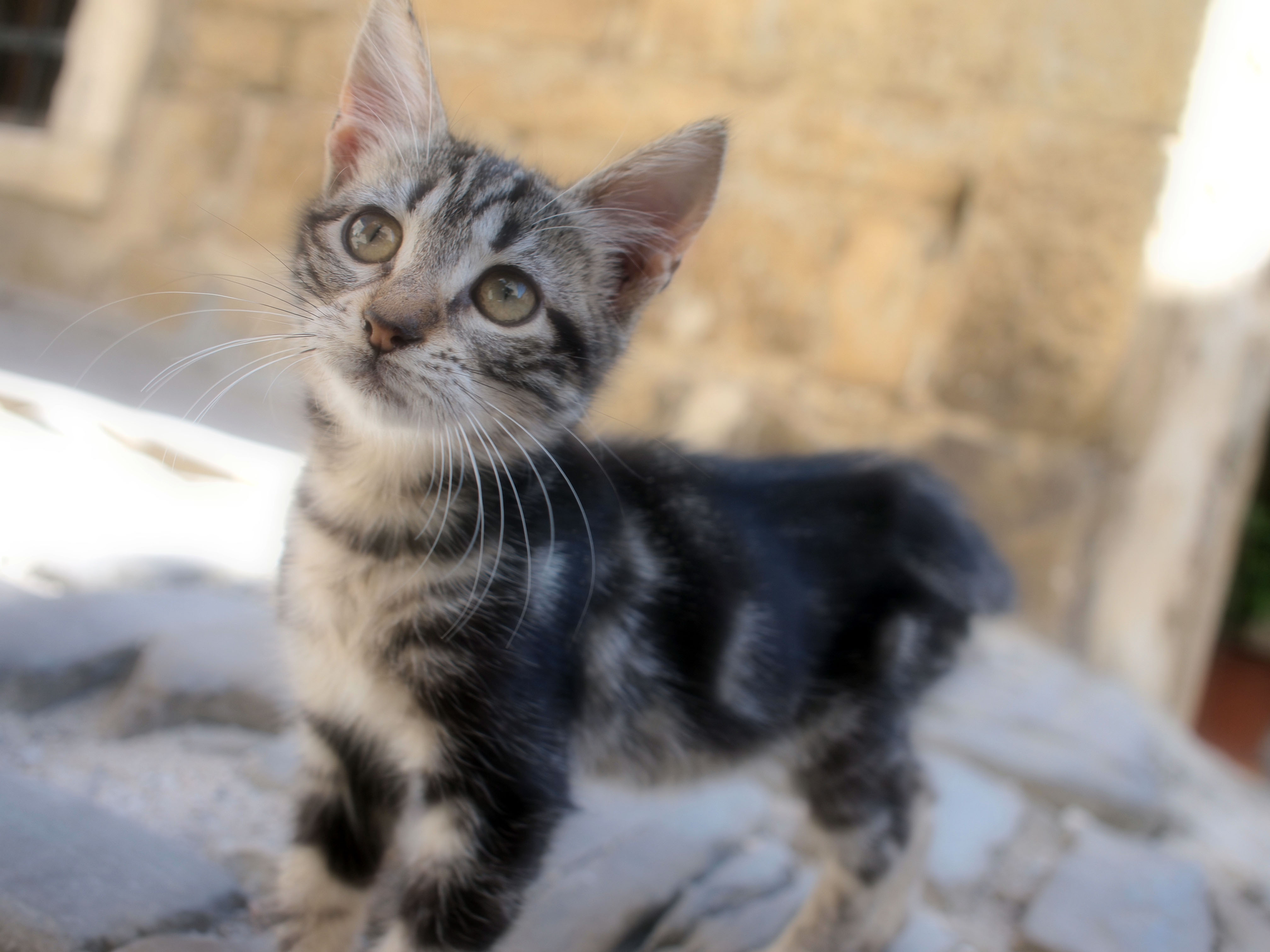 MACKA MUC ZIVAL NARAVA