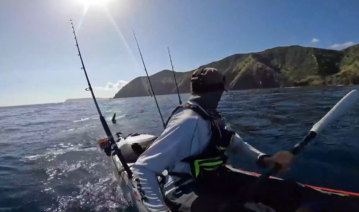 kajakaš, morski pes