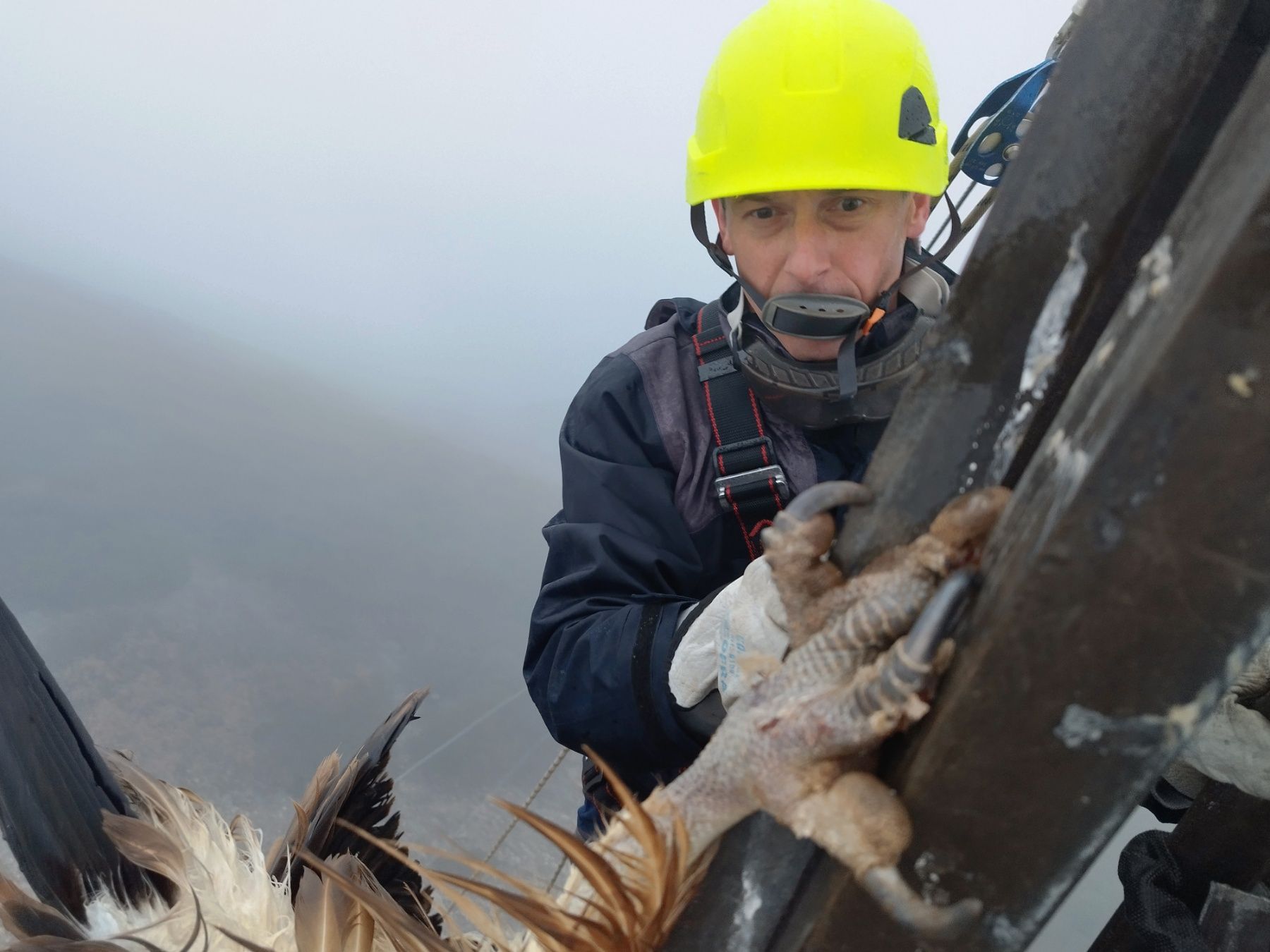 jastreb 1739451160308