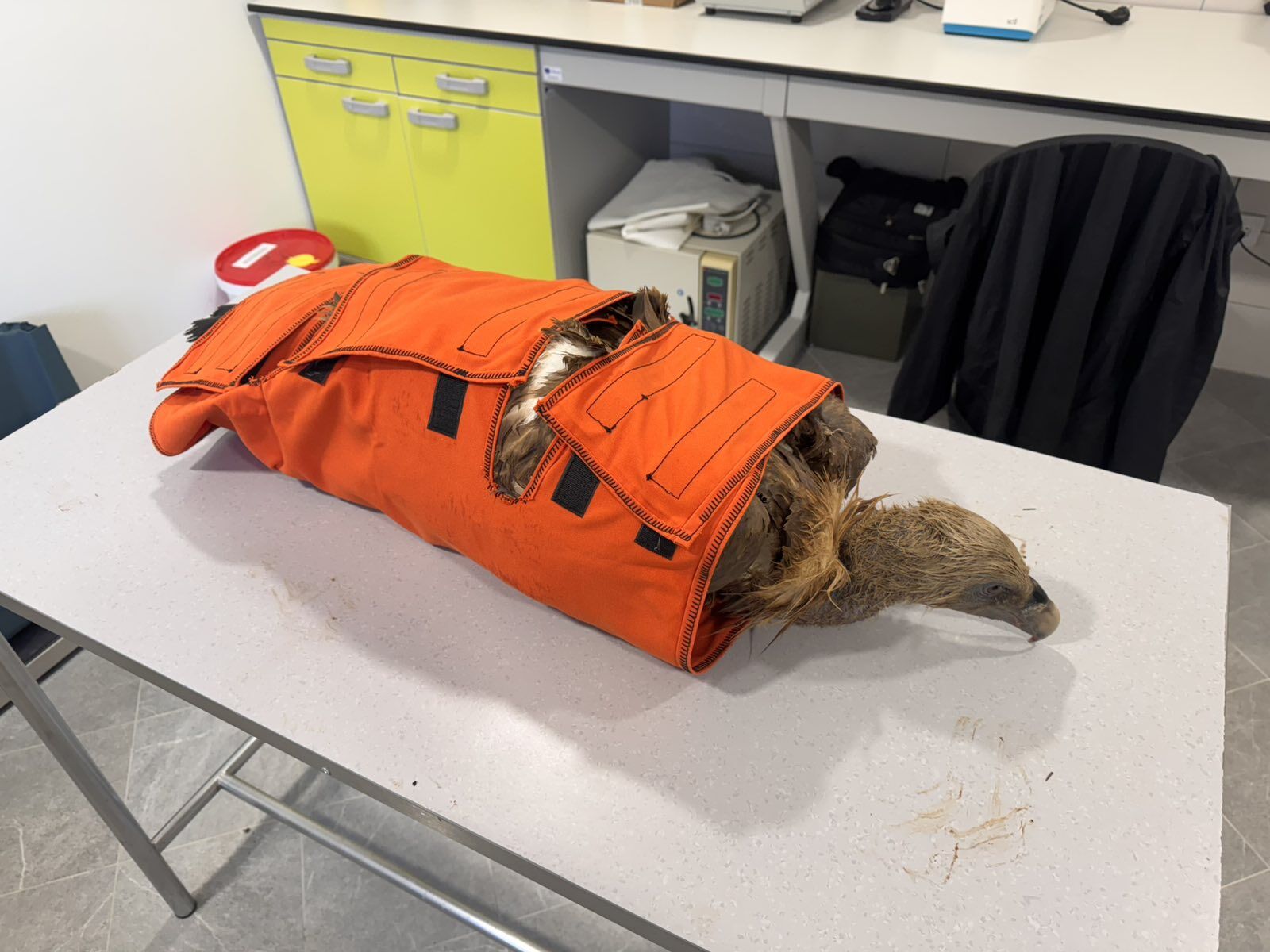 jastreb 1739451160364