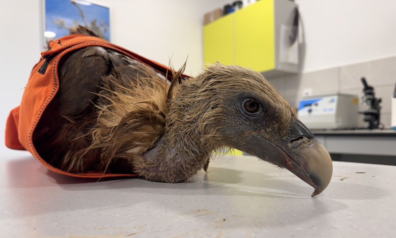 jastreb1739451160123