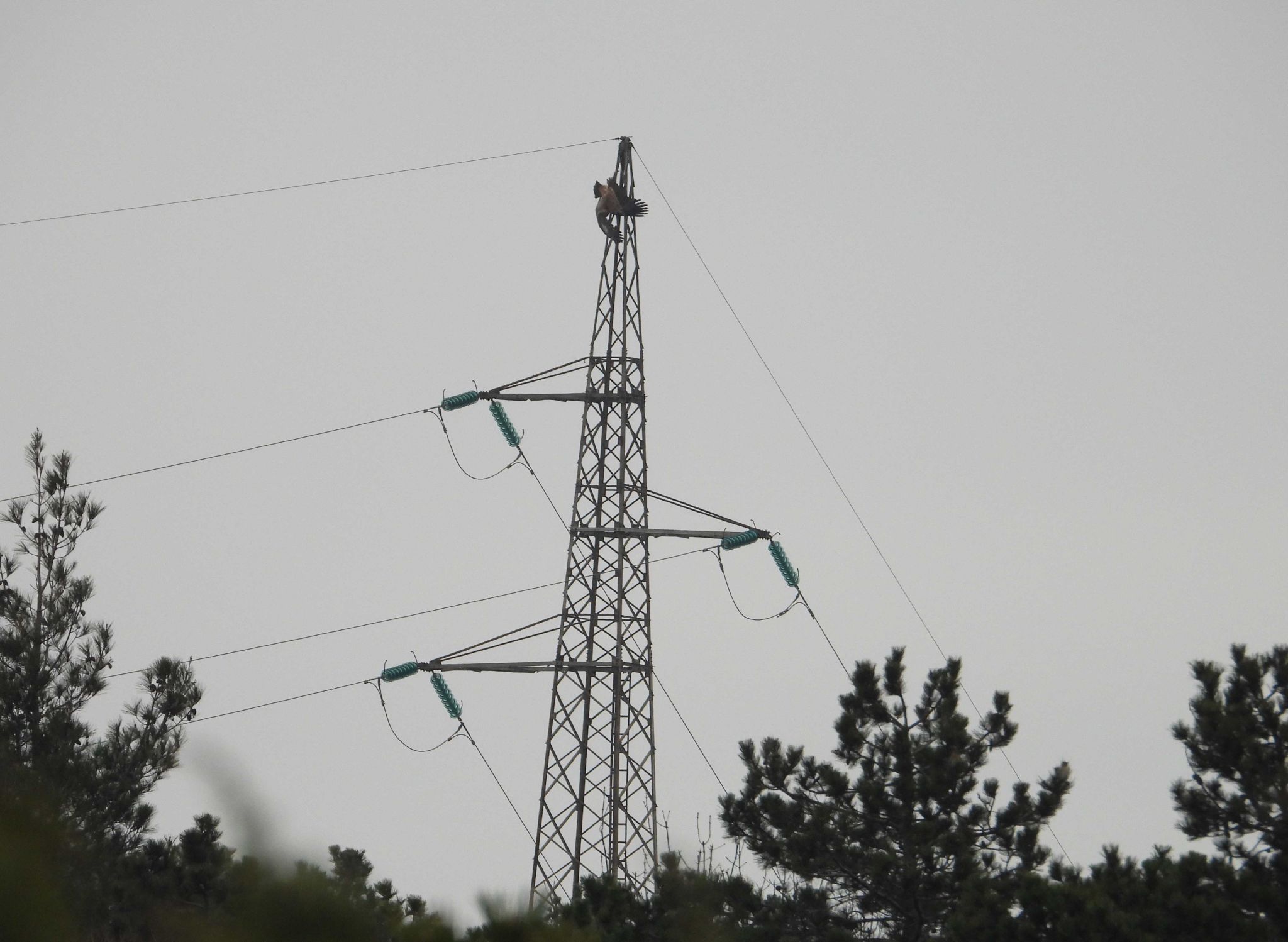 jastreb1739451161132