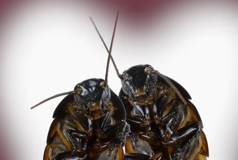 madagasarski sikajoči ščurek