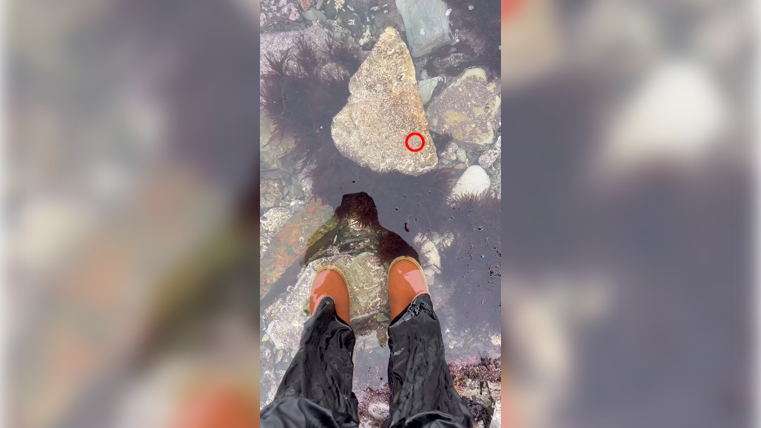 high-res-image - 2025-02-14T131619.443