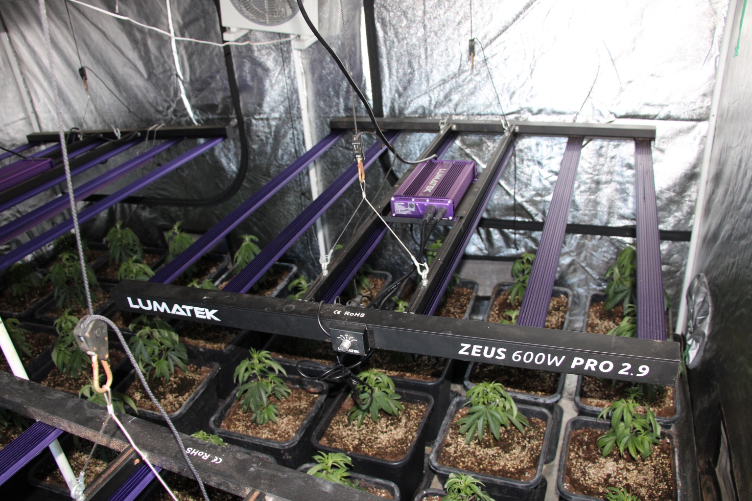 Zasežena konoplja (Foto: PU CELJE)