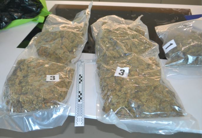 Zasežena konoplja (Foto: PU CELJE)