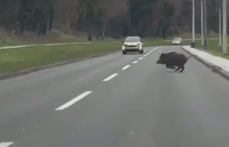 divji prašiči, cesta, zagreb