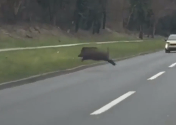 divji prašiči, cesta, zagreb