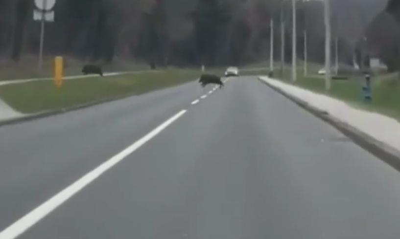 divji prašiči, cesta, zagreb