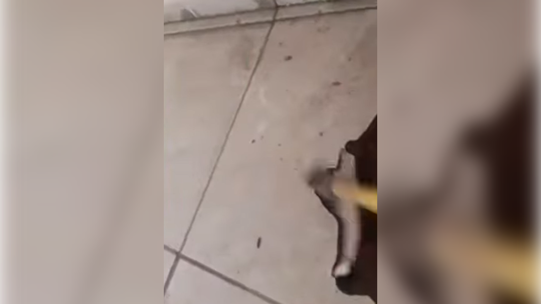 high-res-image - 2025-02-17T110703.355