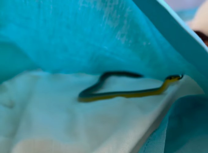 kača, skrivališče, vzglavnik, navadna drevesna kača