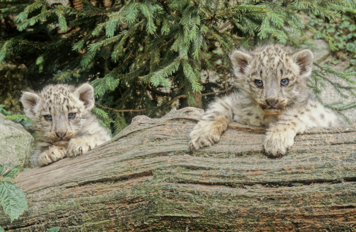 The snow leopard (Panthera uncia) is a species of large cat in the genus Panthera of the family Felidae
