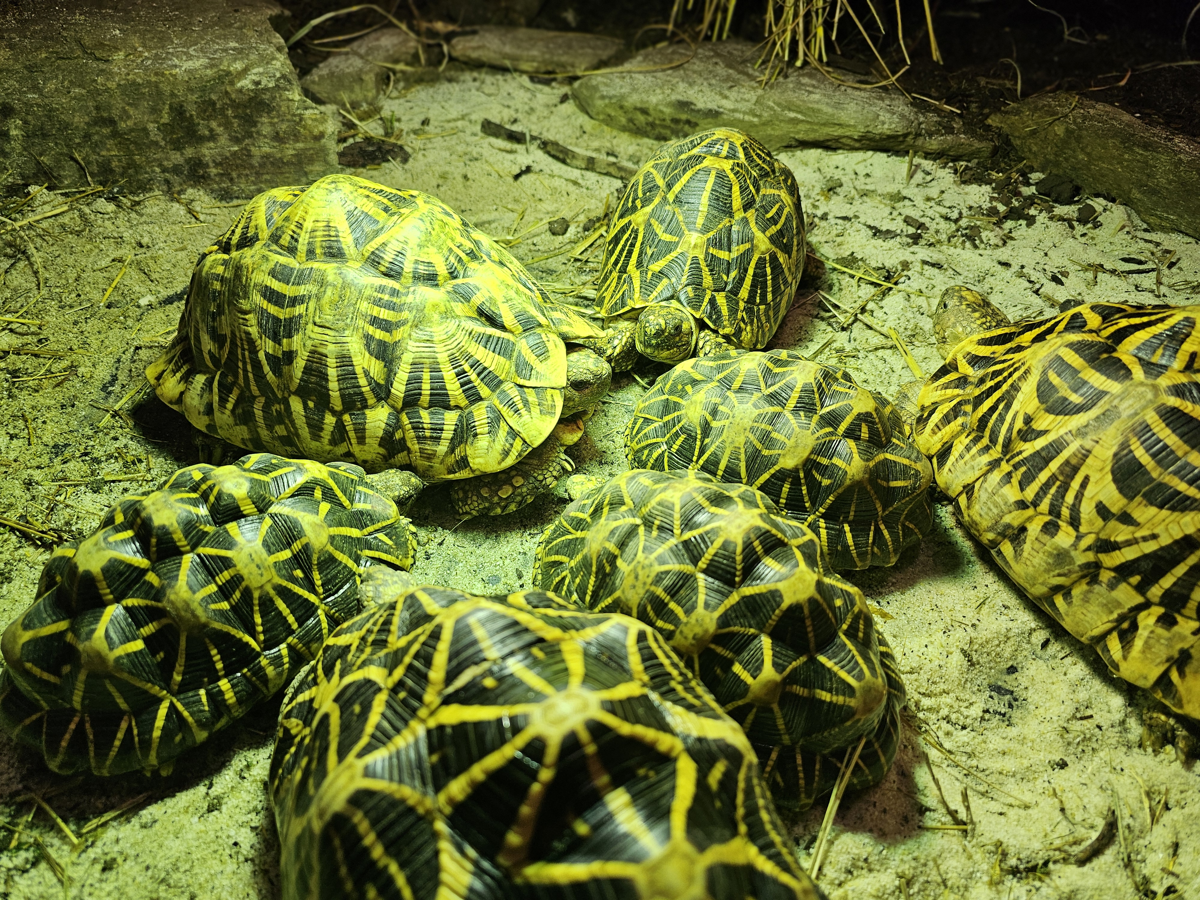 Indijske zvezdaste kornjače v Tropski hiši