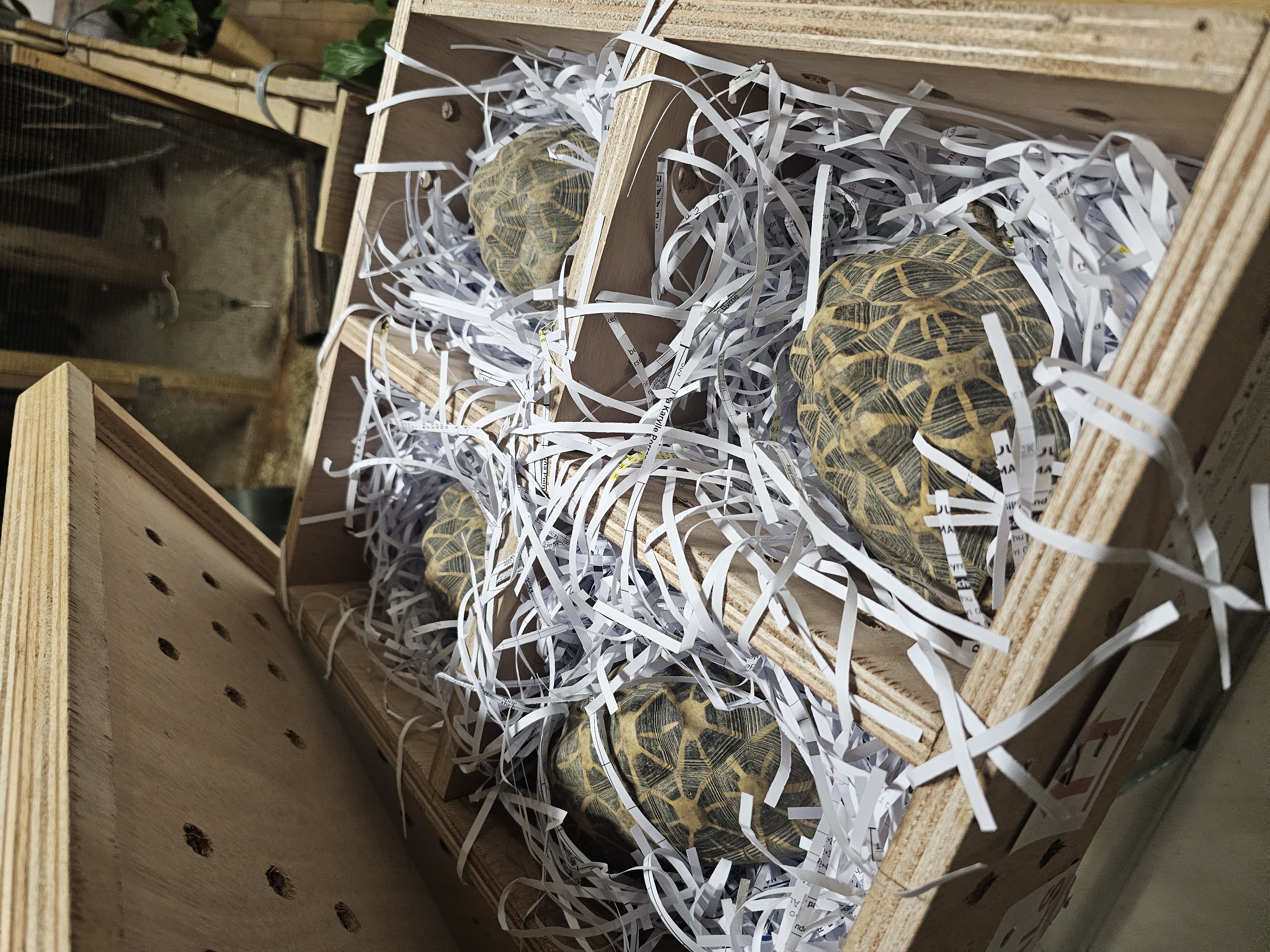 Prihod samcev indijskih zvezdastih kornjač. (Foto: Tropska hiša)