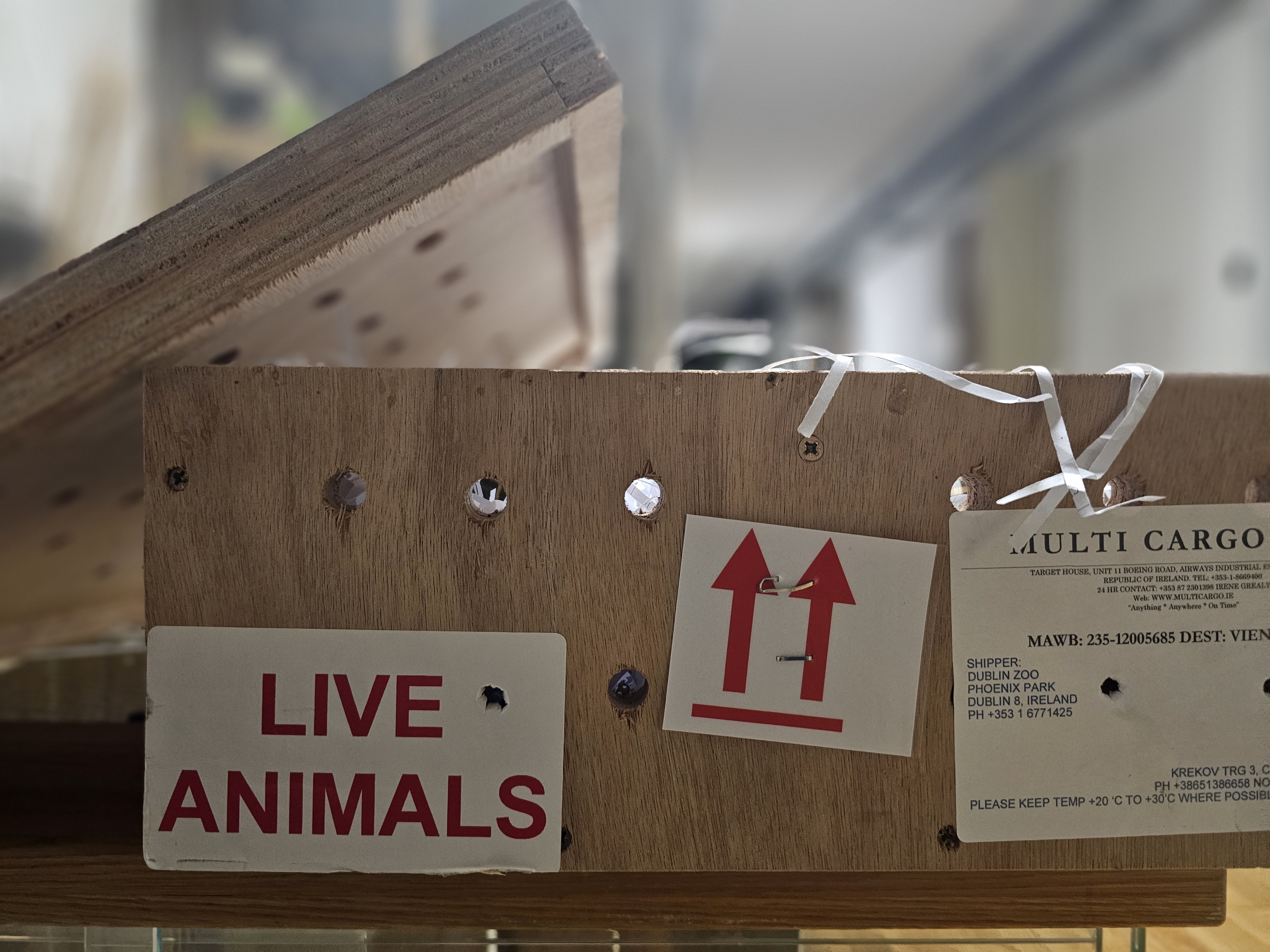 Prihod samcev indijskih zvezdastih kornjač. (Foto: Tropska hiša)