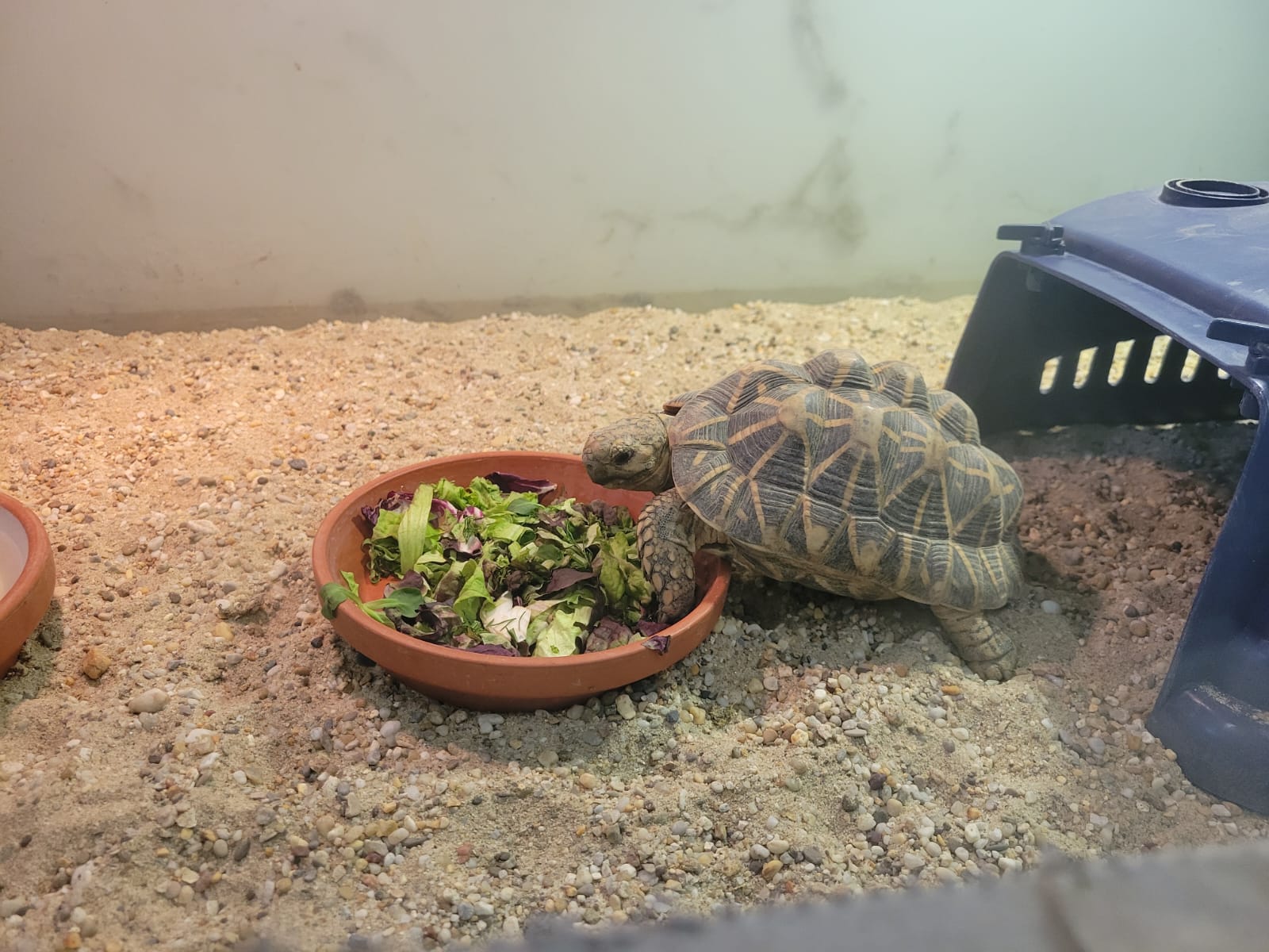 Prihod samcev indijskih zvezdastih kornjač