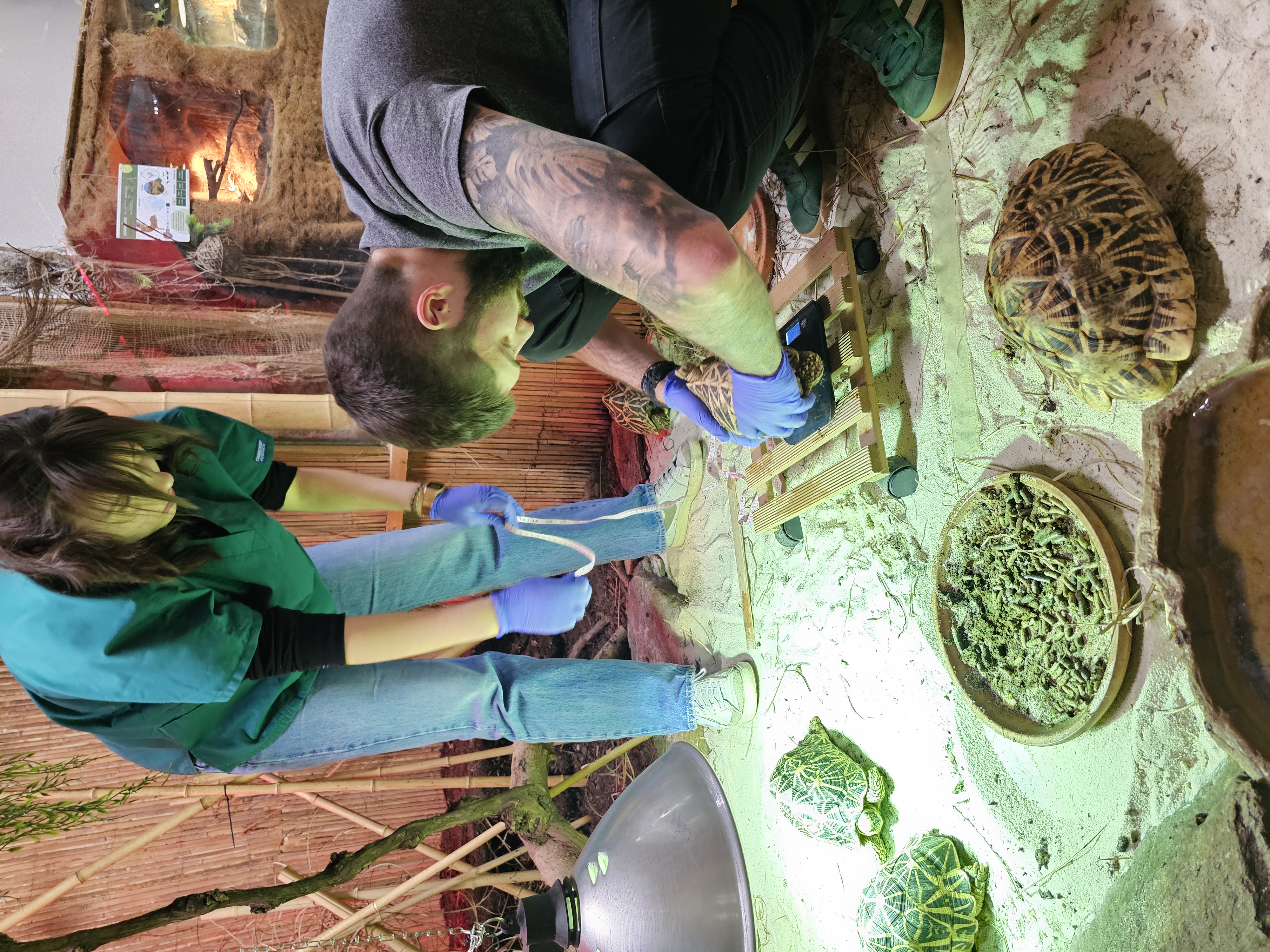 Znanstvene raziskave indijskih zvezdastih kornjač (2)