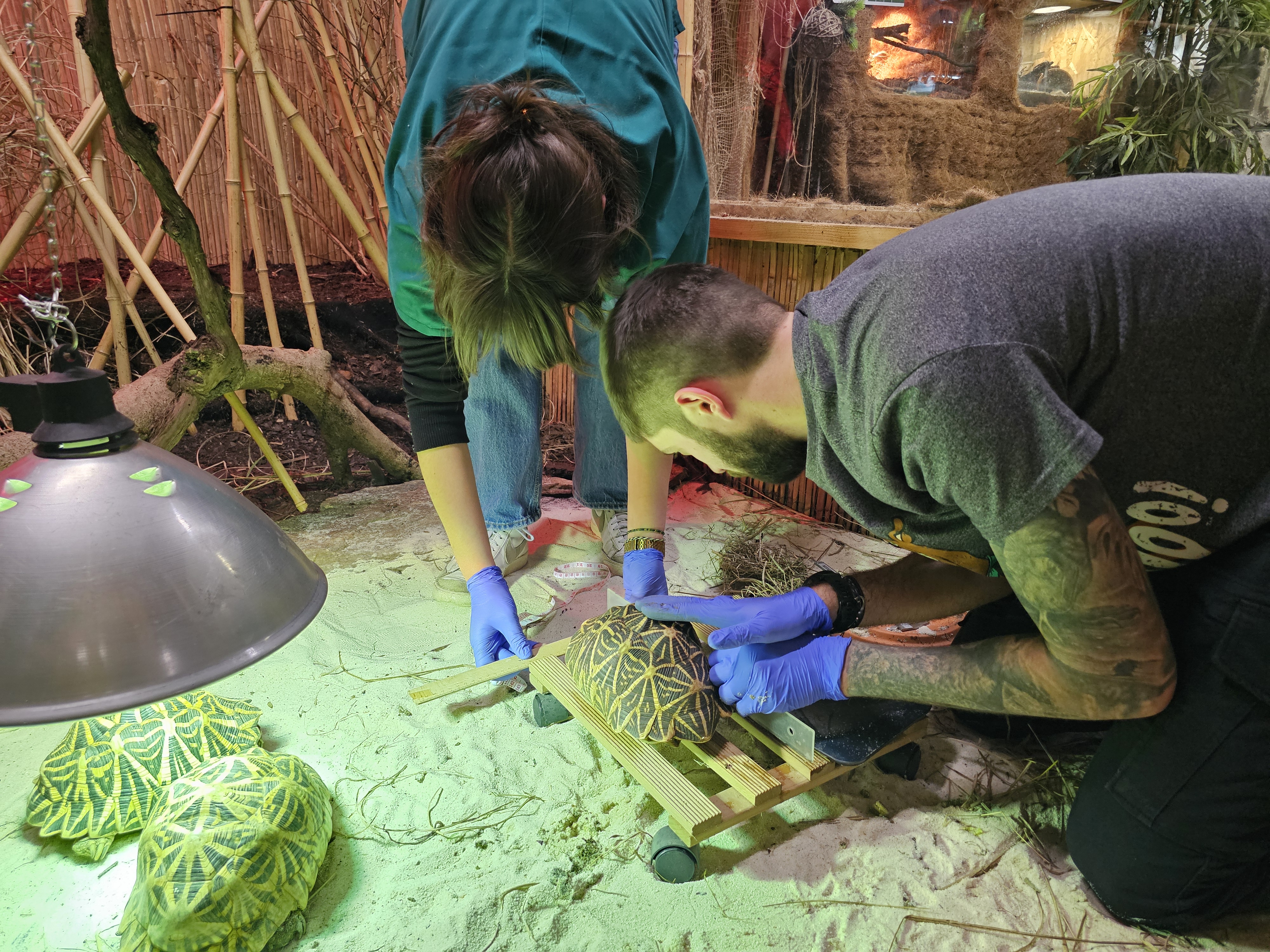 Znanstvene raziskave indijskih zvezdastih kornjač