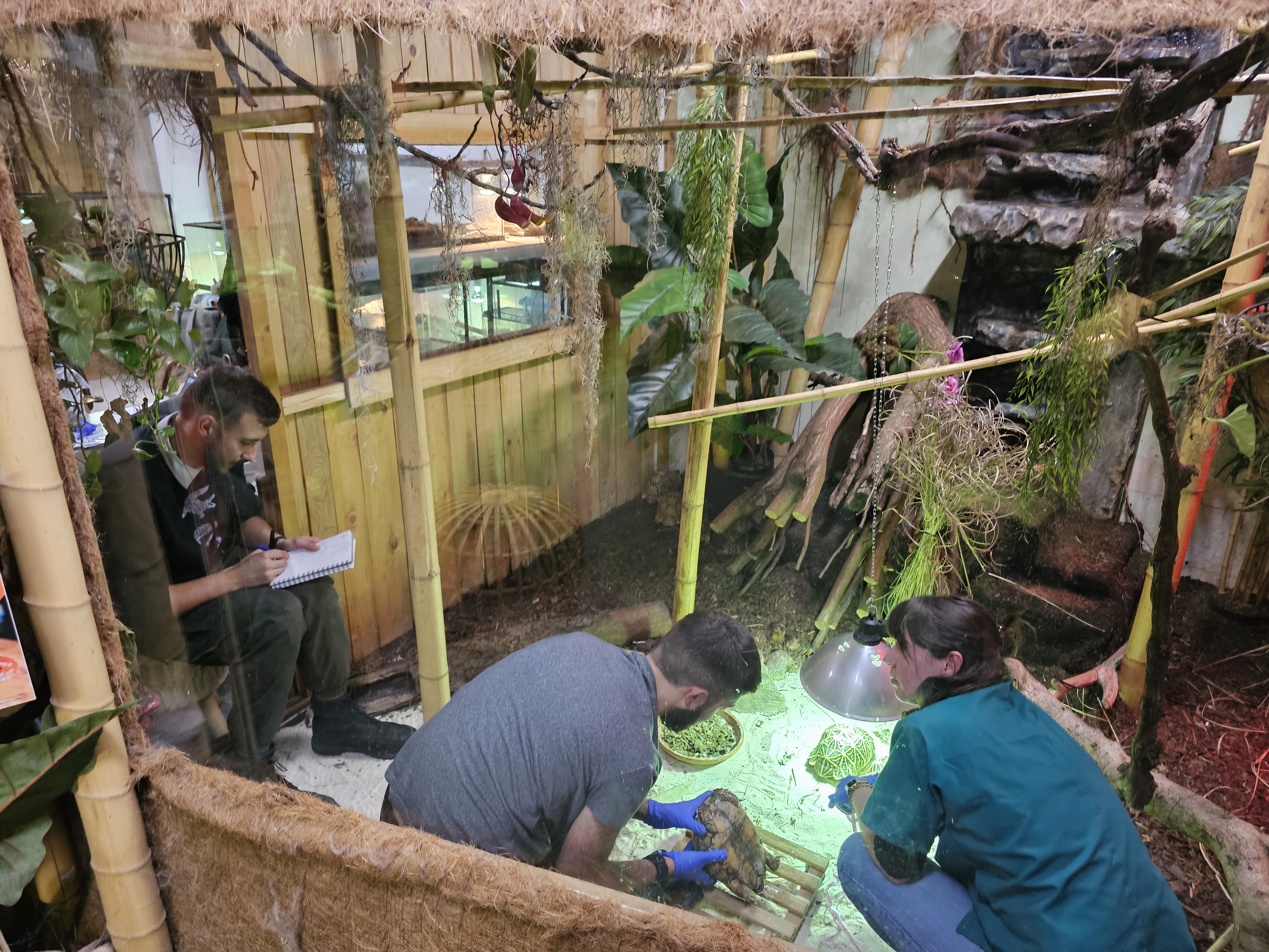 Znanstvene raziskave indijskih zvezdastih kornjač