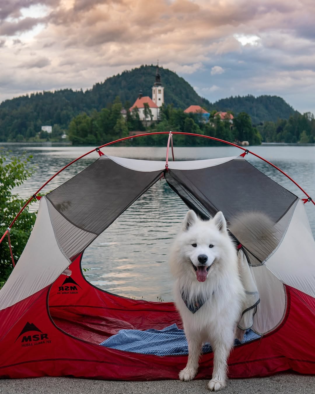Foto: @wanderlust_samoyed/INSTAGRAM