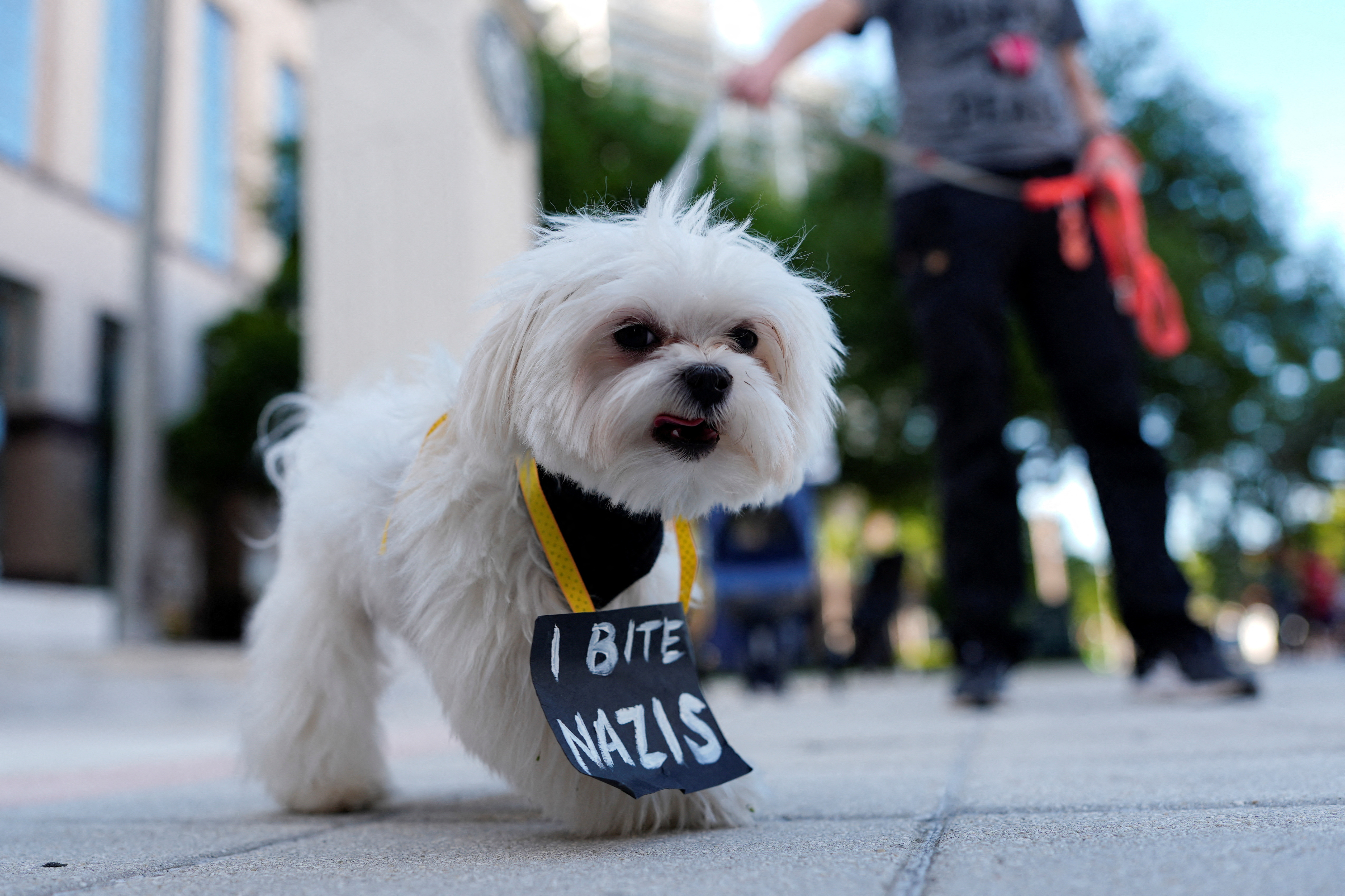 protesti, ZDA; Trump
