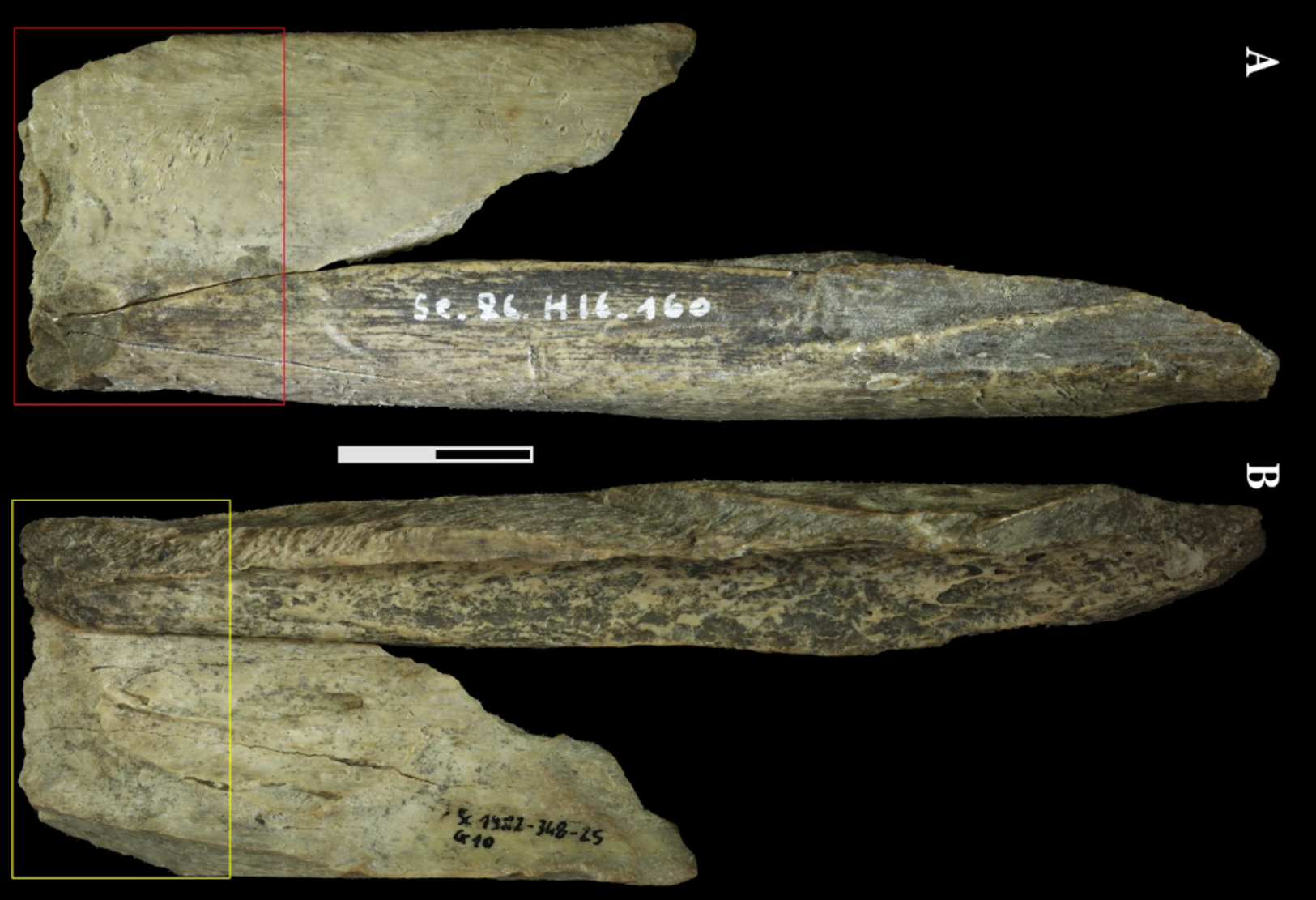 neandertalski švicarski nož večnamensko orodje Zajem zaslona NATURE COM