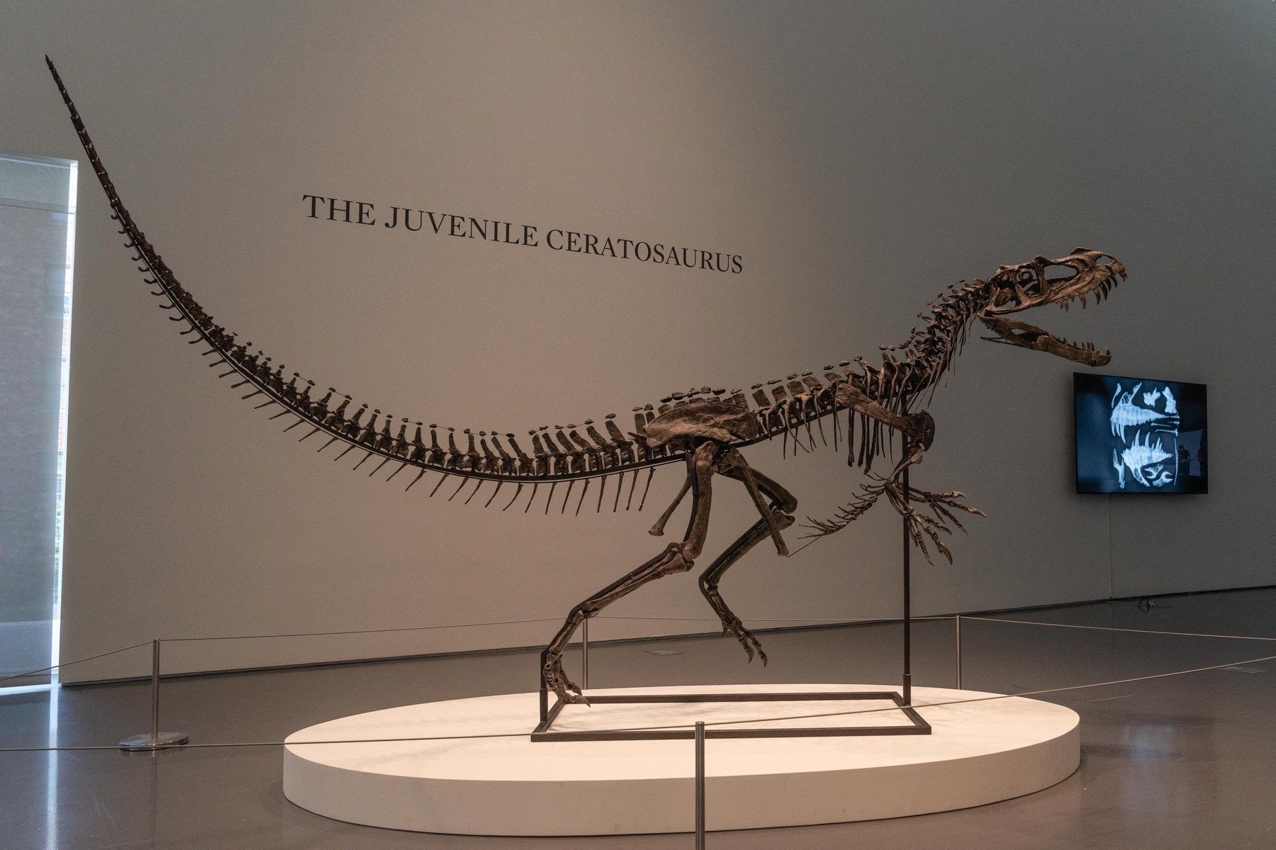 keratozaver okostje dinozaver dražba Sotheby's New York PROFIMEDIA 2