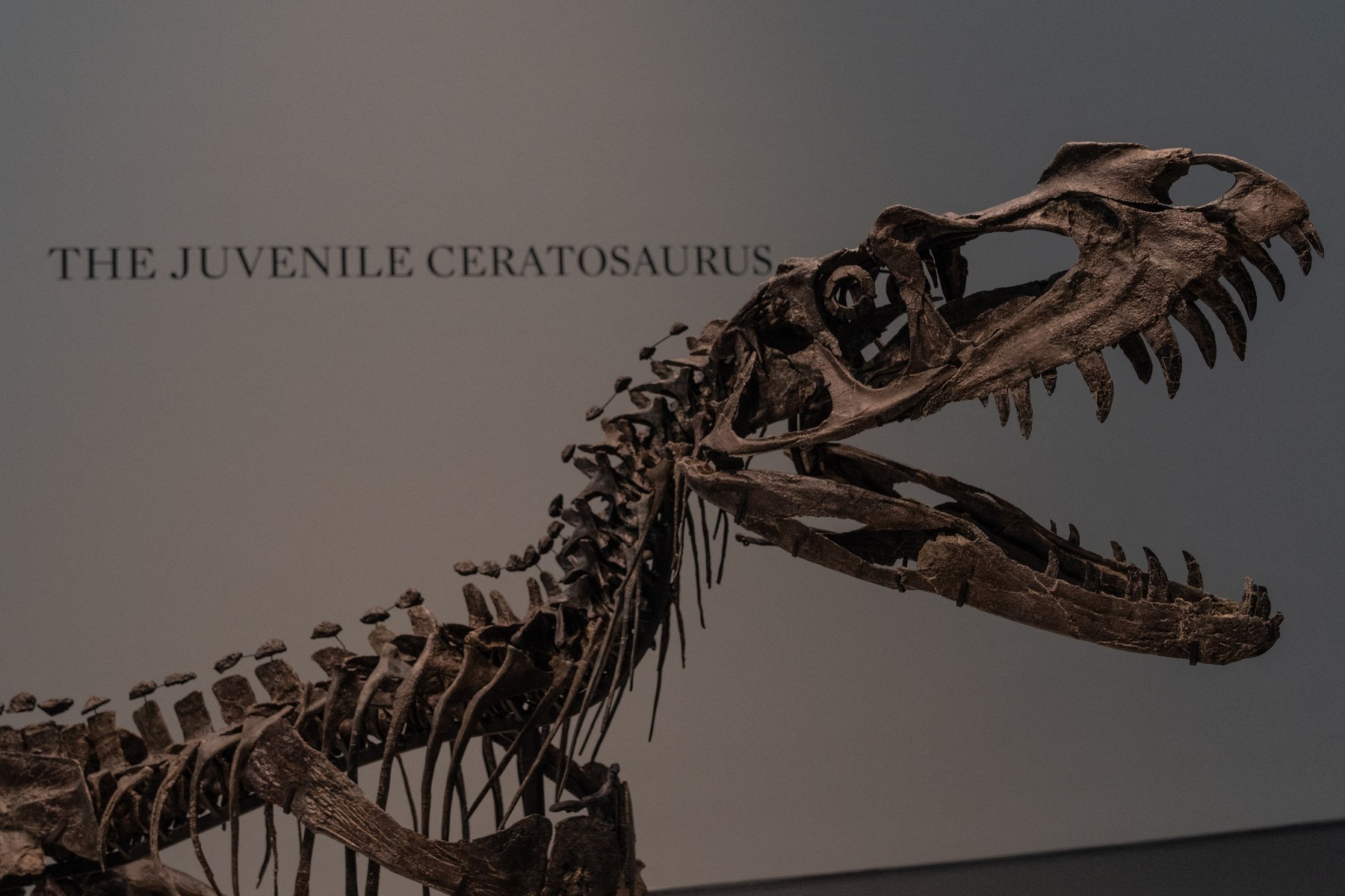 keratozaver okostje dinozaver dražba Sotheby's New York PROFIMEDIA
