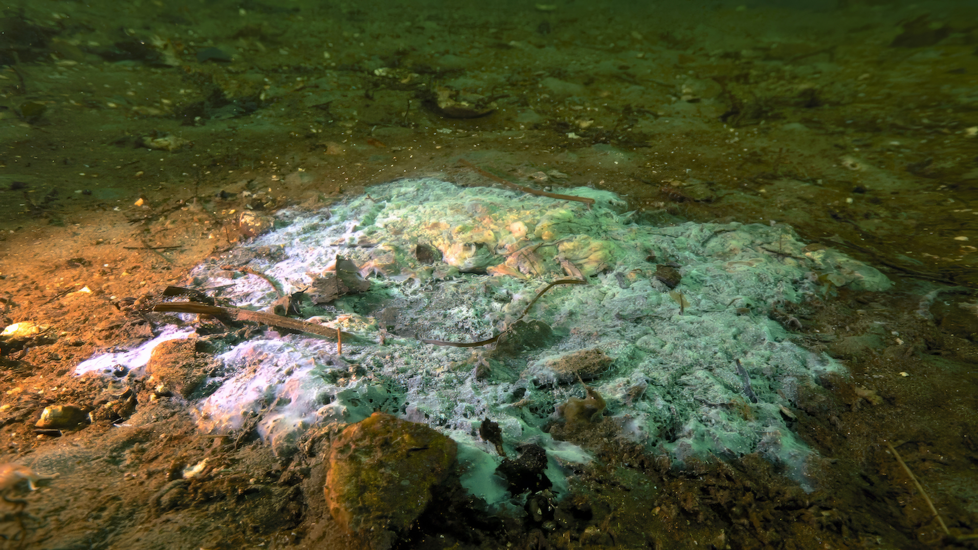 Znanstveniki ugotovili vzrok pogina morskih zvezd