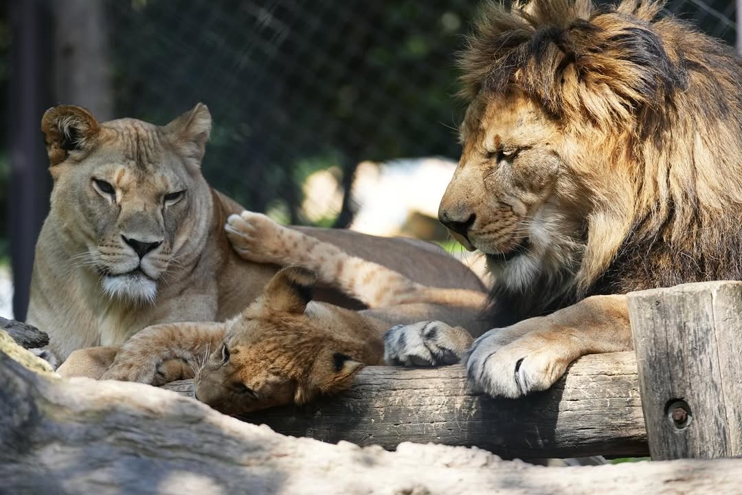 Berberski levi na Češkem