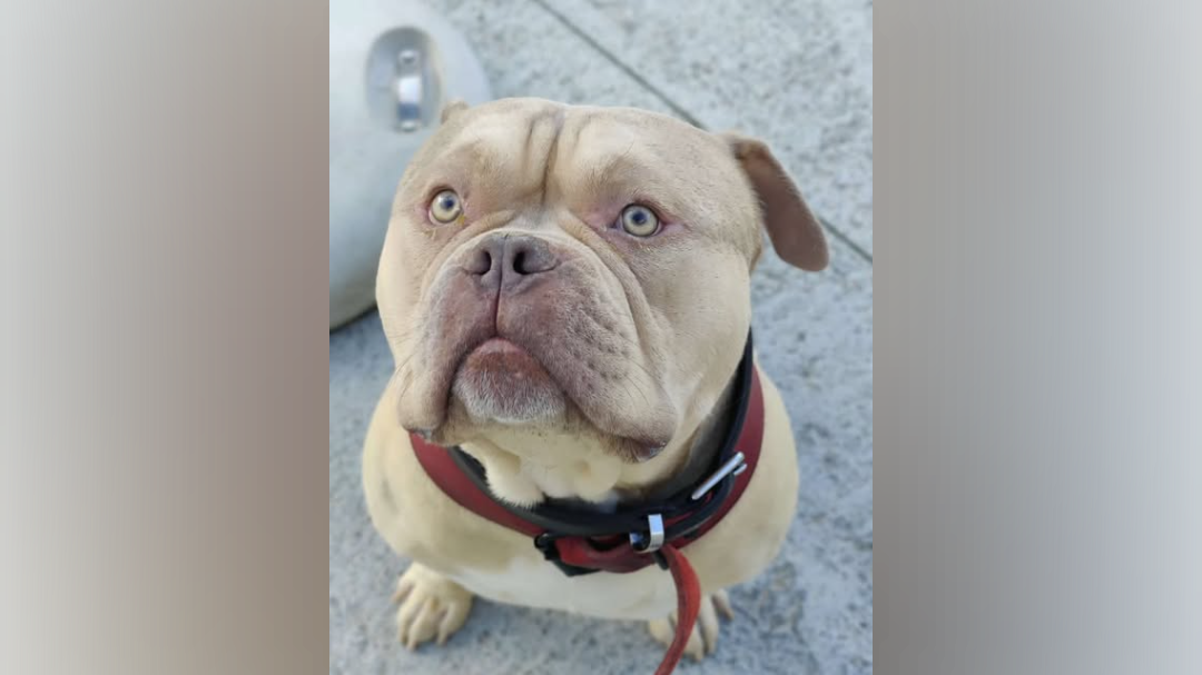 Pako ameriški pitbul terier Foto FACEBOOK SRPA Veeweyde pes