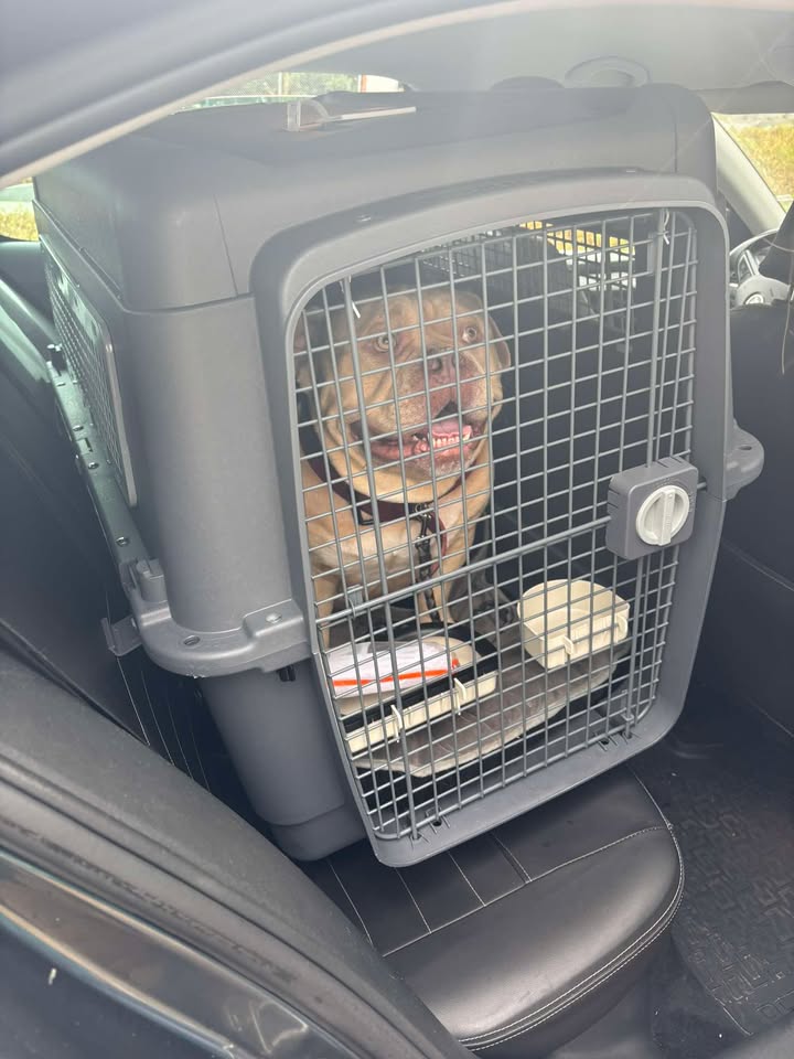 Pako ameriški pitbul terier Foto FACEBOOK SRPA Veeweyde 2