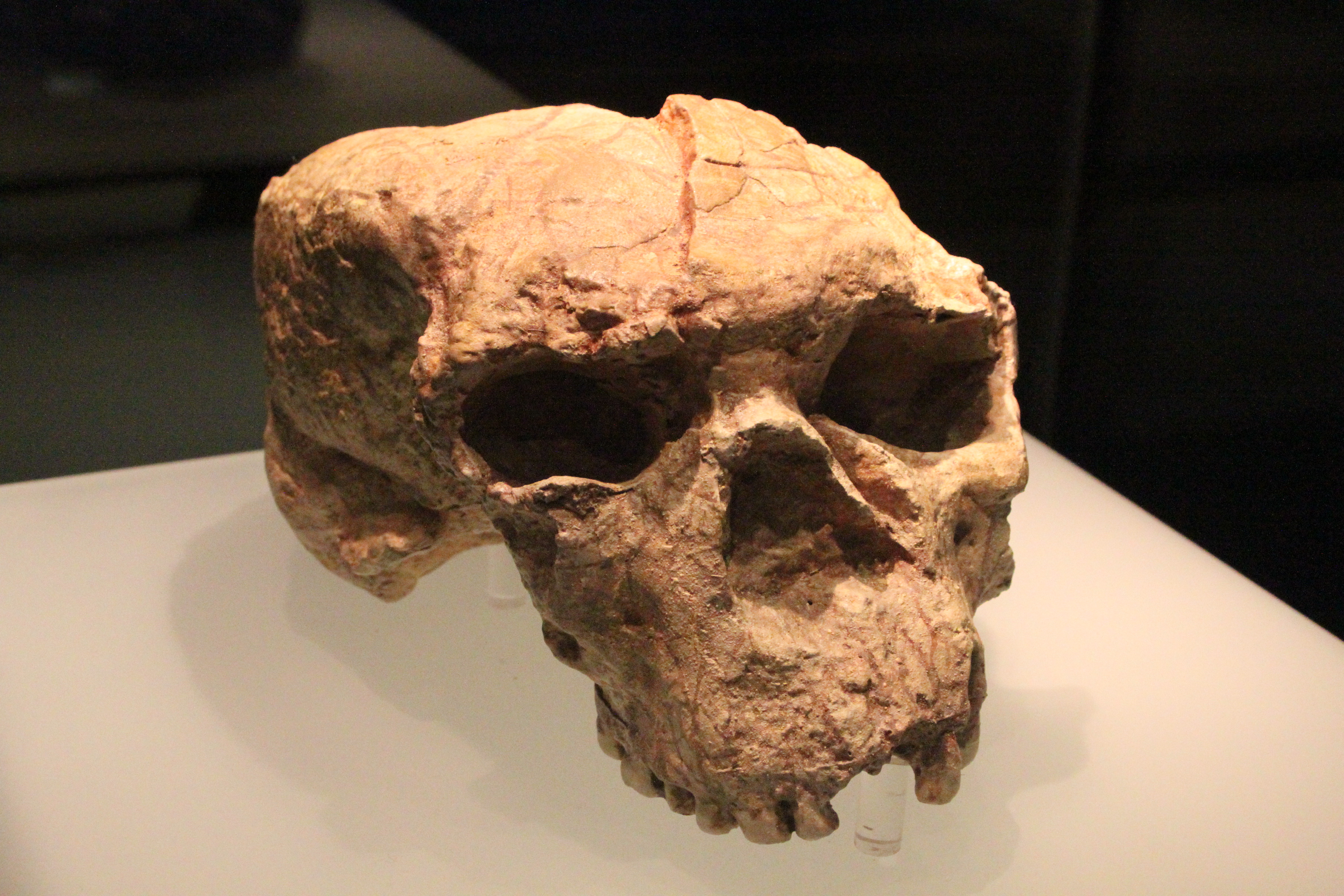 Yunxian 2 lobanja Homo erectus Homo longi fosil Foto WIKIMEDIA COMMONS