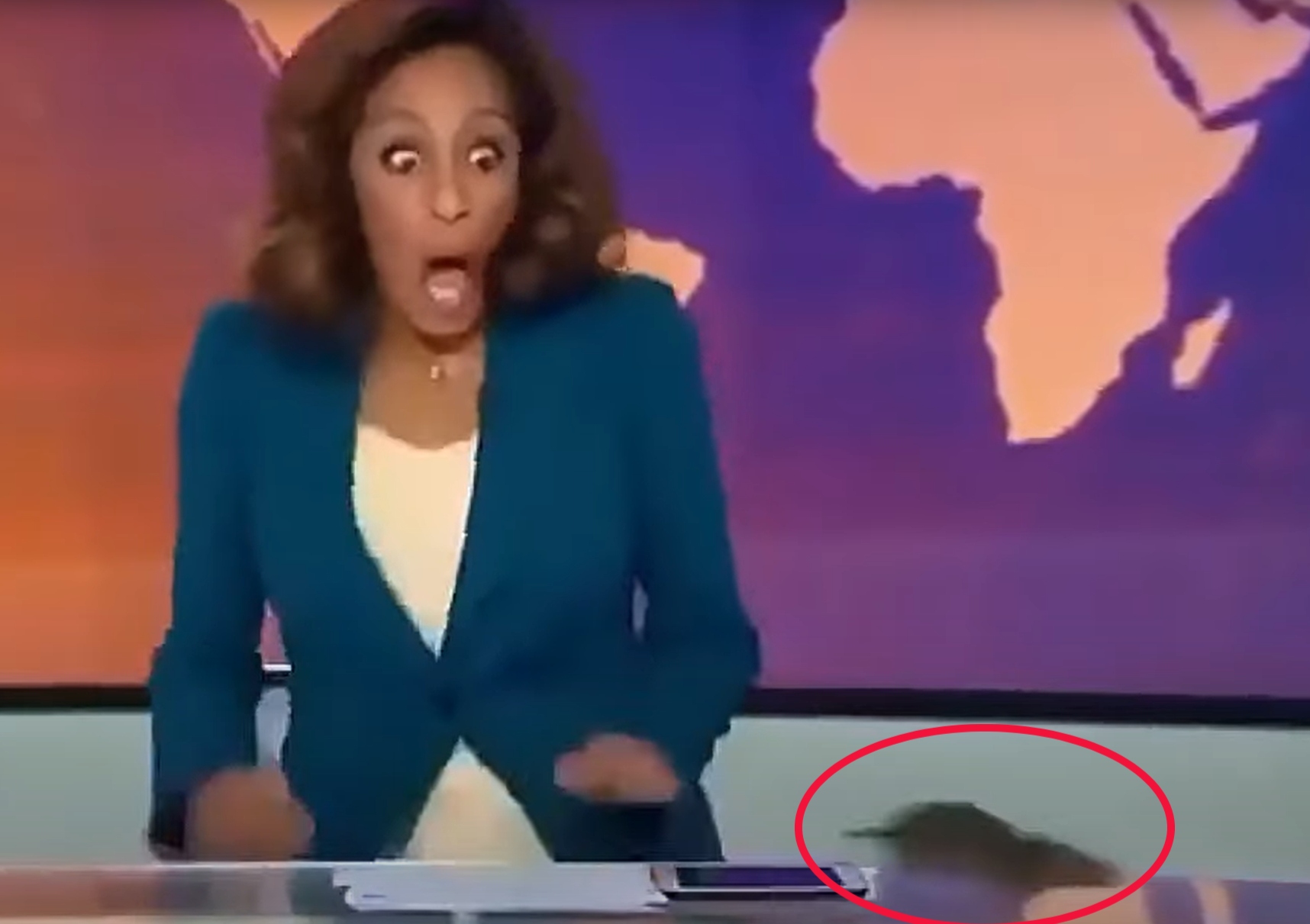 voditeljico Al Jazeere v Londonu v studiu preseneti podgana