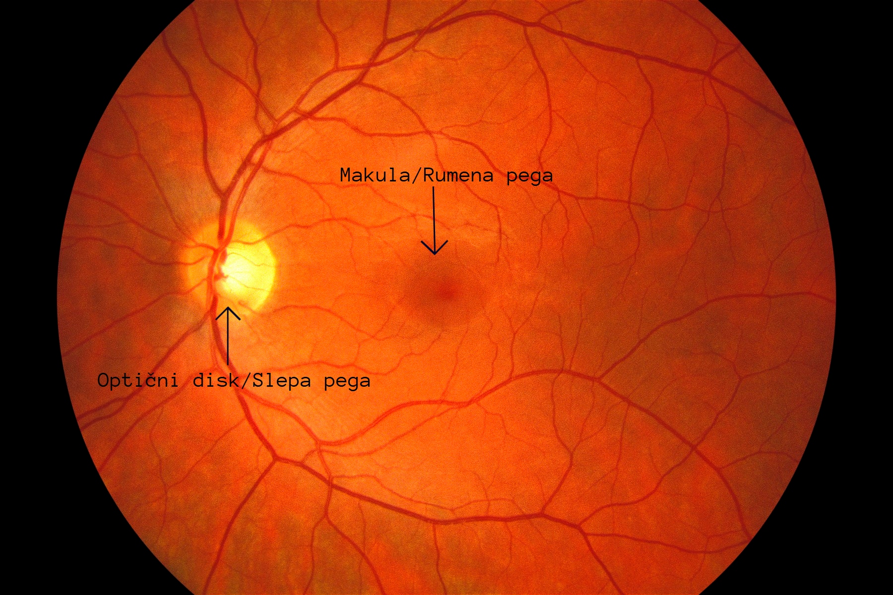 notranjost očesa z optičnim diskom (slepo pego) in makulo (rumeno pego)