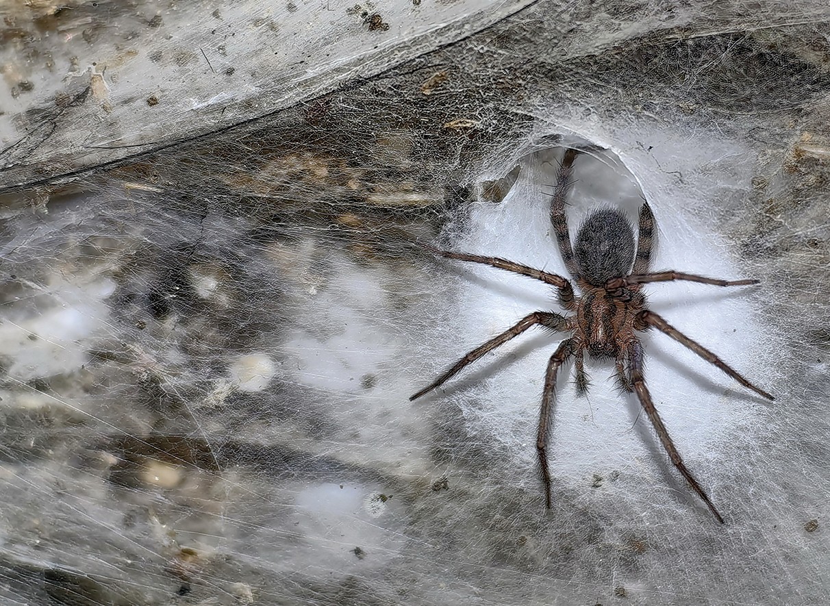 hišni pajek iz največje pajčevine na svetu Tegenaria domestica iz največje pajčevine na svetu