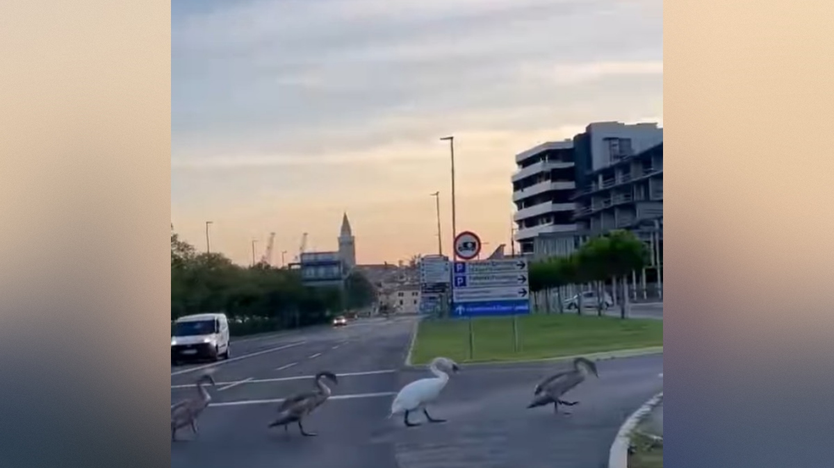 labodi prečkajo cesto v Kopru