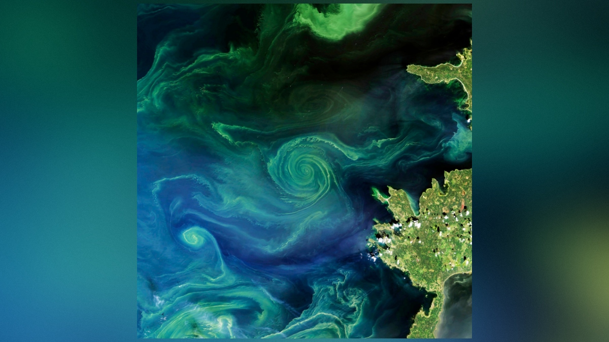 satelitska slika fitoplanktona v Finskem zalivu v Baltskem morju leta 2018