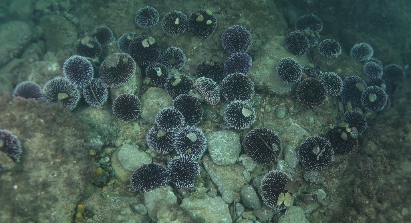 belobodičaasti morski ježek, Sphaerechinus granularis, v morju pri Miramaru blizu Trsta