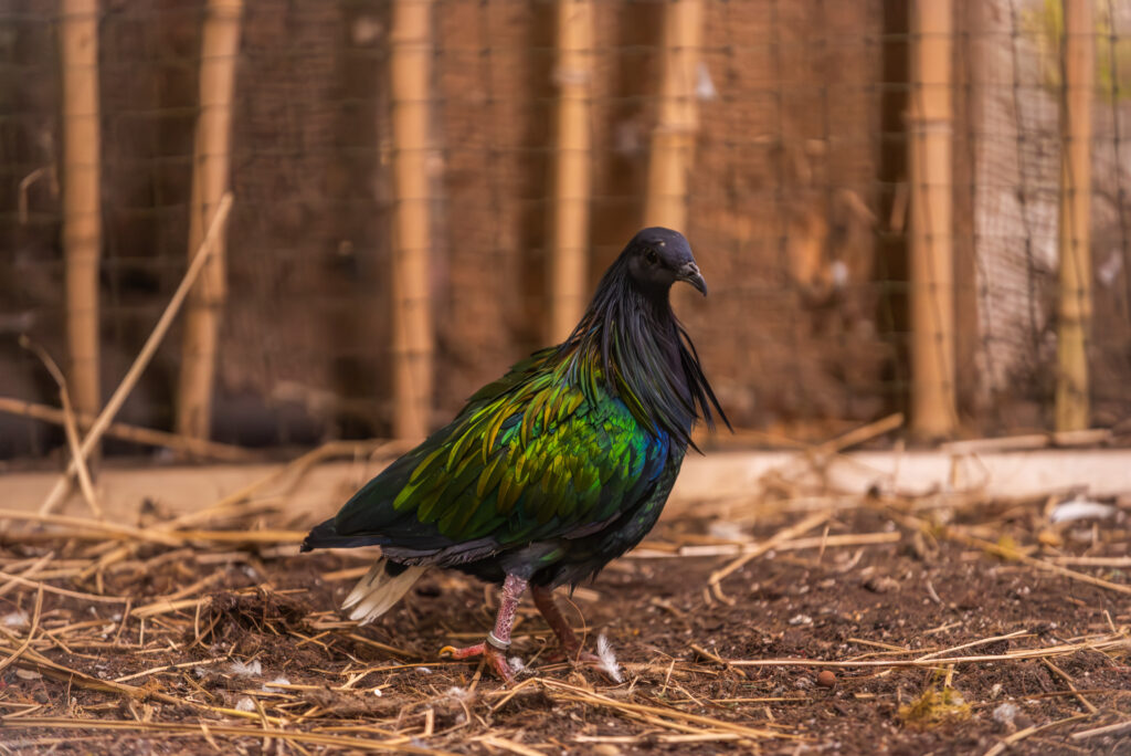 Mladič nikobarskega goloba