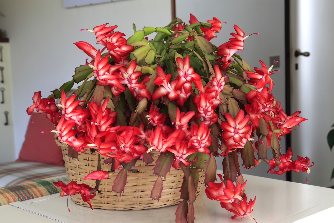 Božični kaktus, Zygocactus truncatus, Schlumbergera truncata