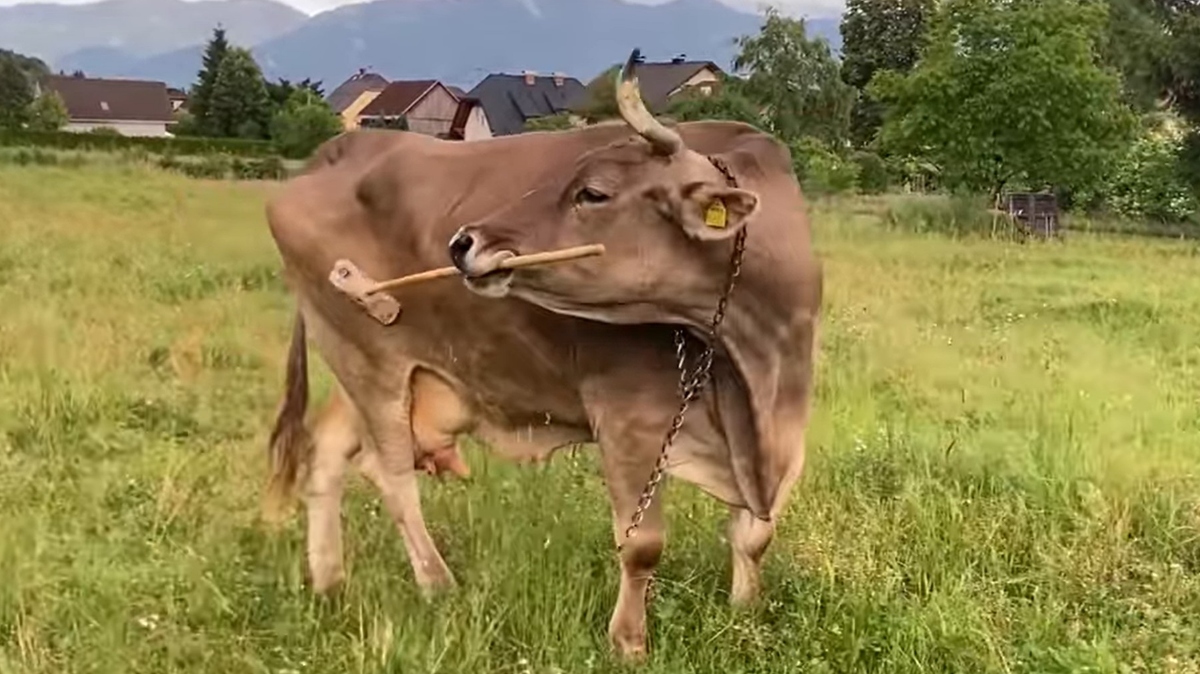 krava Veronika iz avstrijske Koroške, prva za katero vemo, da uporablja orodje
