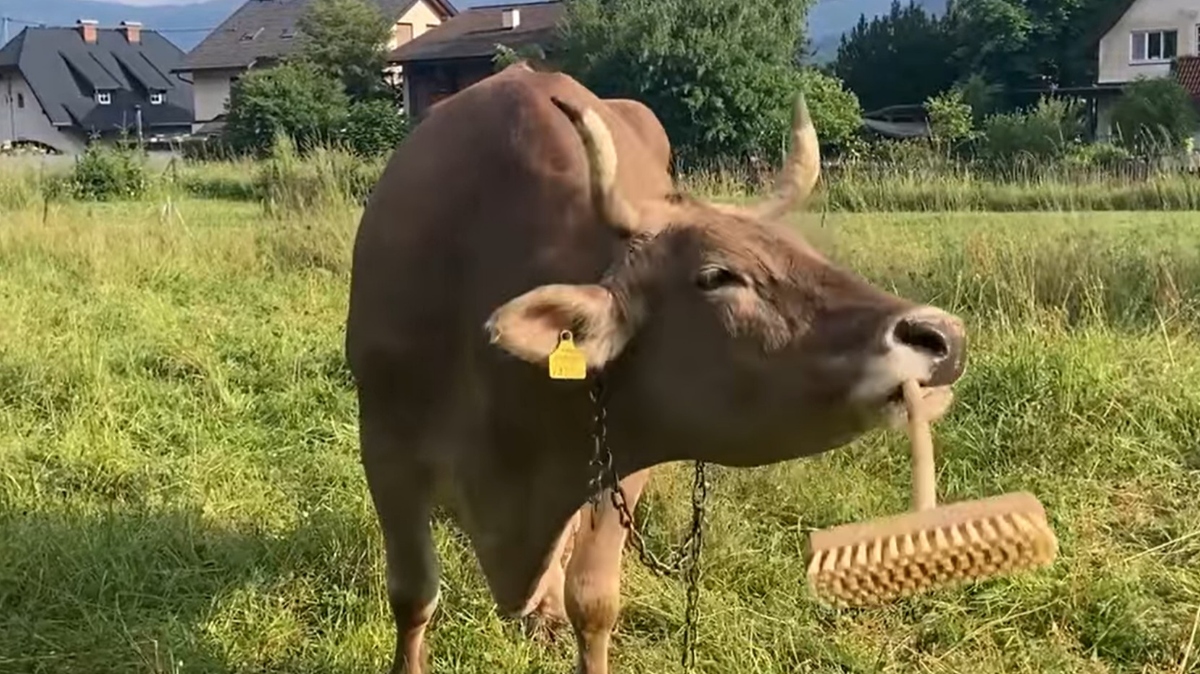 Veronika, krava iz Avstrijske Koroške, prva za katero vemo, da uporablja orodje