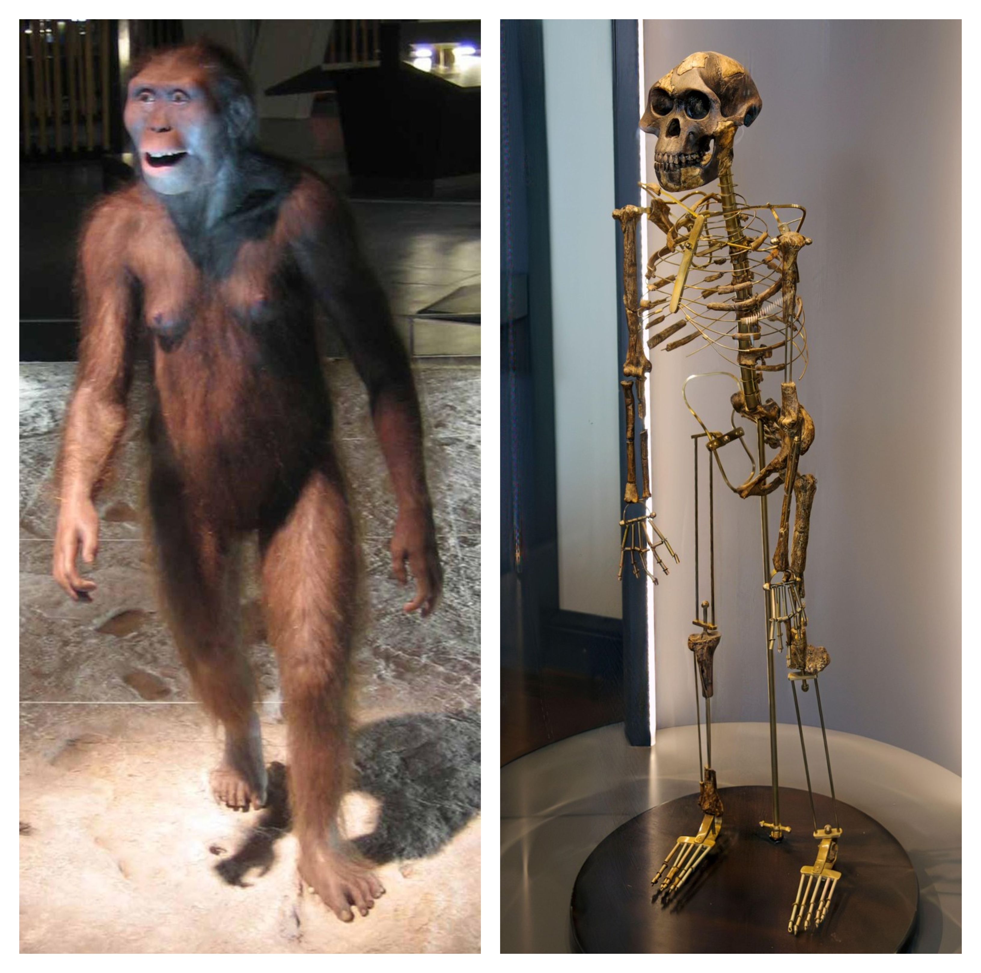 rekonstrukcija in okostje "Lucy", pripadnice vrste Australopithecus afaresnis avstralopiteka